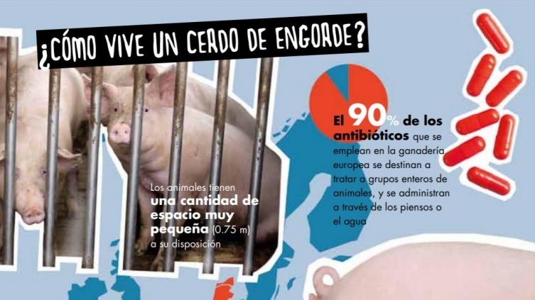 Cómo vive un cerdo de engorde