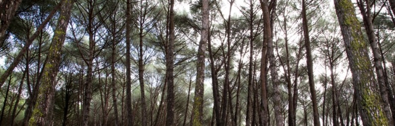 Bosques sumideros de carbono - Casa de campo Madrid. Autor: Luis Valero Rodríguez
