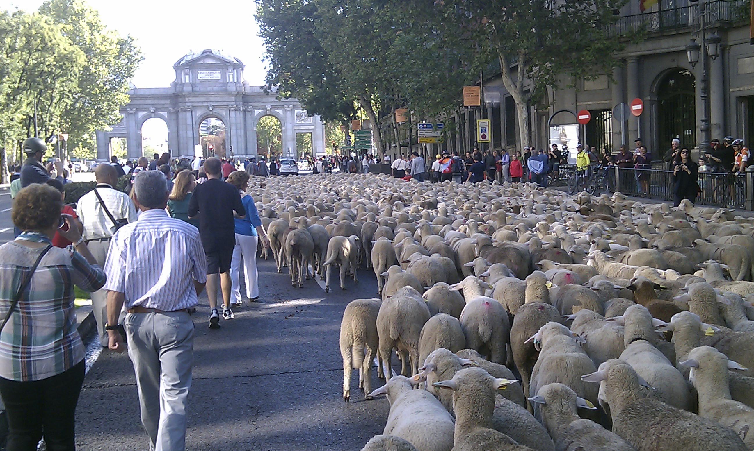 Dispositivo de circulación por la fiesta de la Trashumancia