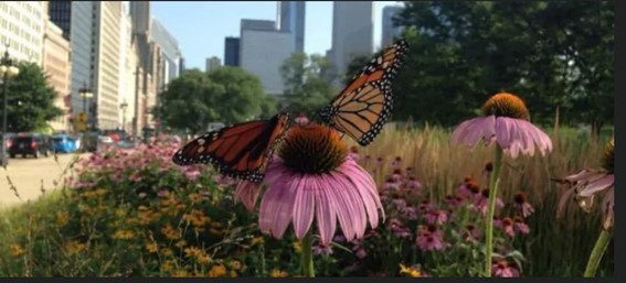 Mariposa monarca en un corredor urbano